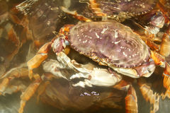 http://www.dreamstime.com/stock-images-crab-image29289744